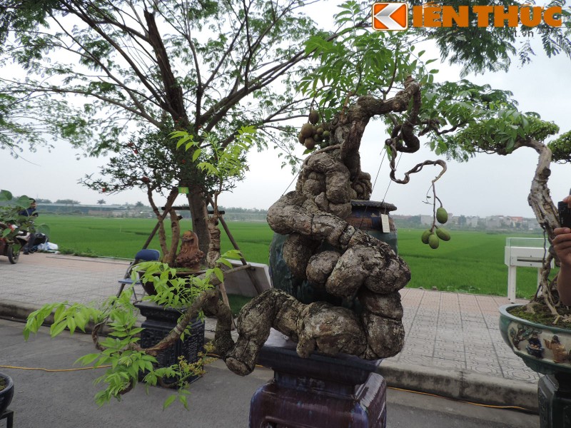 Bonsai an qua sieu doc la hut mat dan Ha Noi-Hinh-7